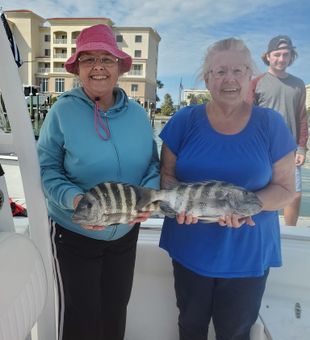 caught Sheepshead in St Petersburg Florida